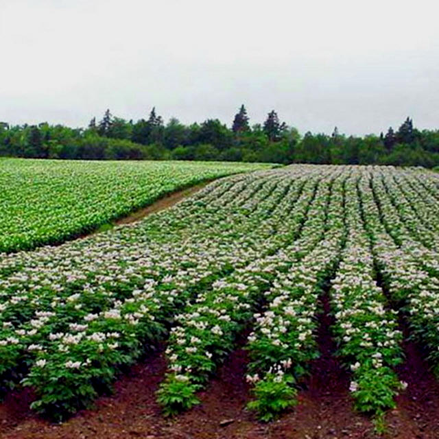 Картофельное поле